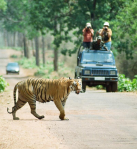 Do's and Don'ts in Tadoba