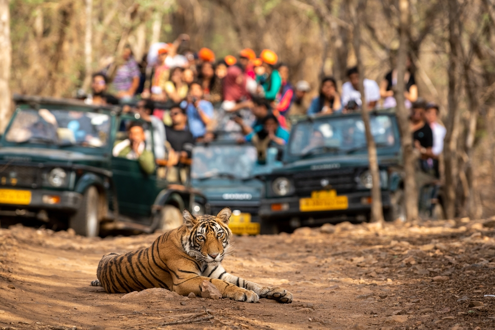 Tips for Tadoba national park