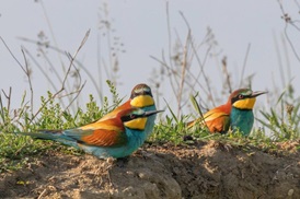 Birds of Tadoba-Andhari Tiger Reserve