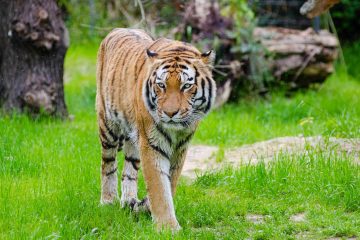 Majestic Tiger in Tadoba