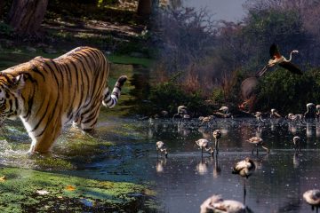 Activity in Tadoba national park