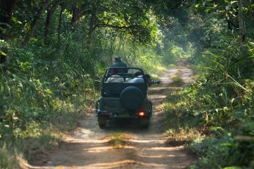 Unforgettable Moments at Tadoba National Park