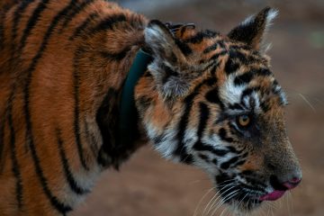 Translocated Tigress from Tadoba National Park Went Missing