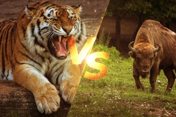 When Tiger and Gaur came face to face in Tadoba National Park, what happened next…
