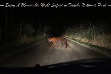 Night Safari in Tadoba