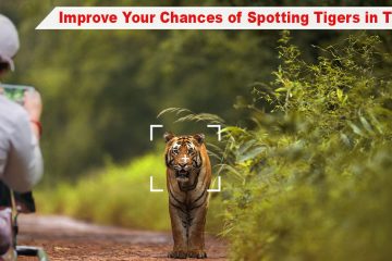 How to Improve Chances of Spotting Tigers in Tadoba