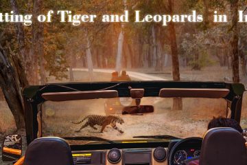 Prime Location for Spotting of Tiger and Leopards in India
