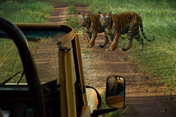 Important tips for tadoba