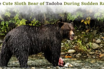 The Cute Sloth Bear of Tadoba During Sudden Rains