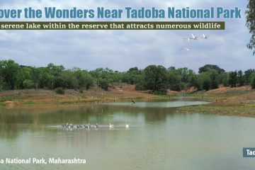 Discover The Wonders Near Tadoba National Park
