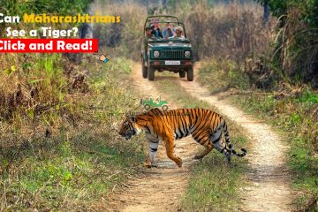 How can Maharashtrians see a tiger, Click and Read