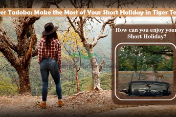 How can you enjoy your short holiday in Tadoba National Park