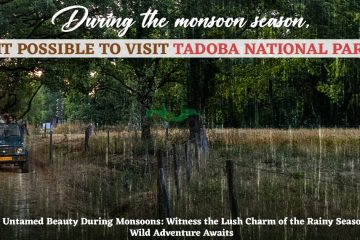 During the monsoon season, is it possible to visit Tadoba National Park