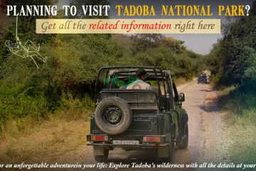 Planning to visit Tadoba National Park- Get all the related information right here