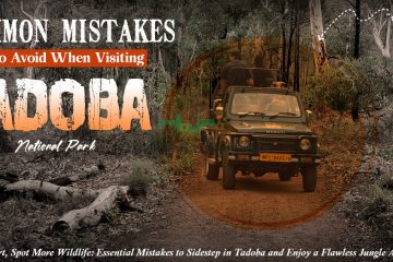 common mistakes to avoid in Tadoba