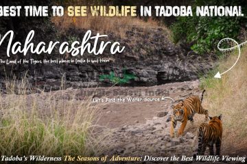 wildlife sighting in Tadoba