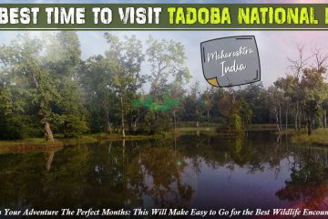 best time to visit Tadoba