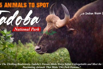 top animals in Tadoba