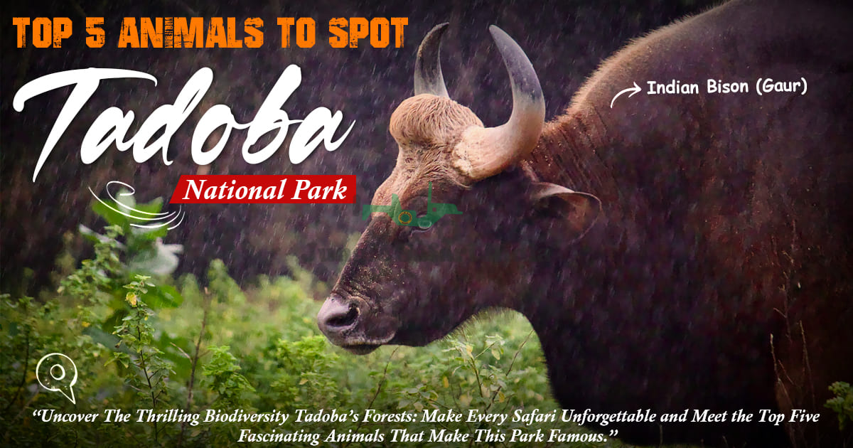 Top 5 Animals To Spot In Tadoba National Park