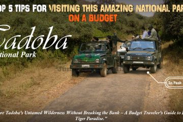 tips for visiting tadoba national park