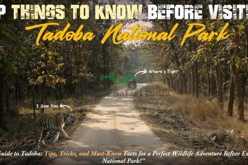 visitng tadoba national park