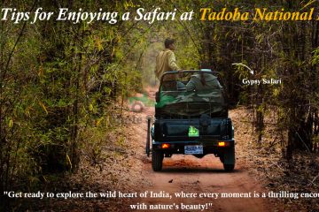 Top Tips for Enjoying a Safari at Tadoba National Park