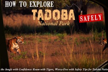 explore tadoba safely