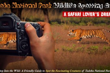 Tadoba national park wildlife