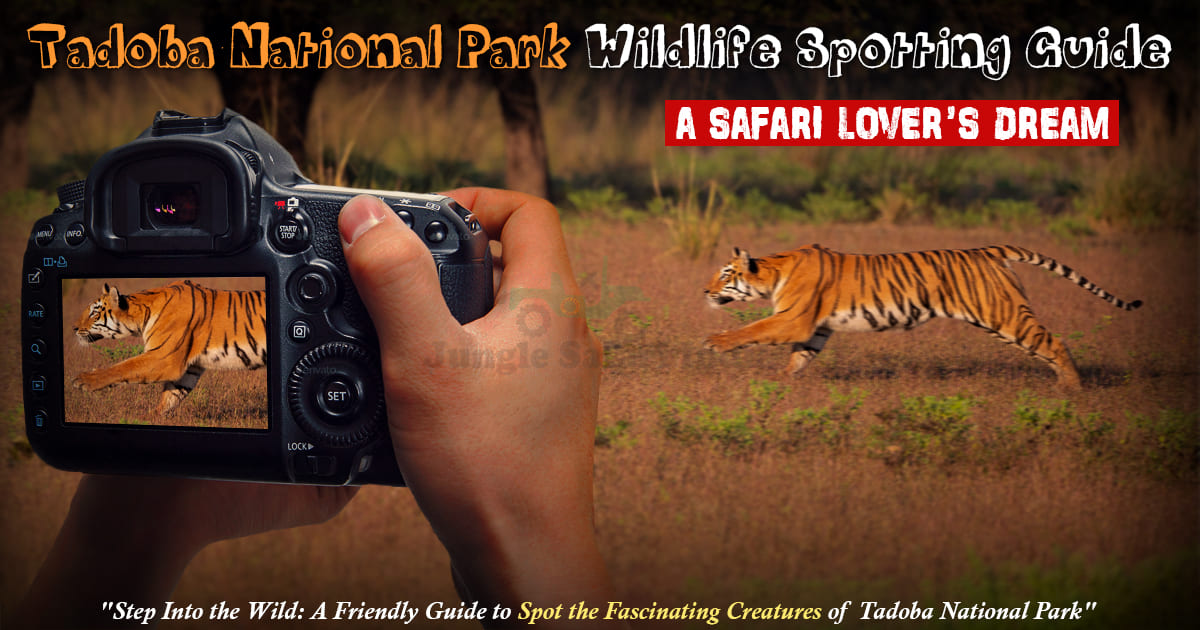 Tadoba National Park Wildlife Spotting Guide | Tadoba Blog