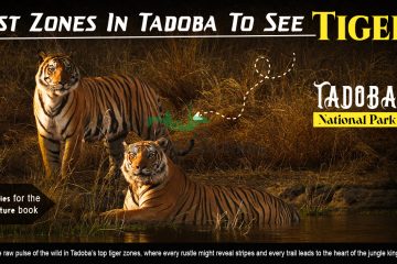 Best Zones In Tadoba To See Tigers
