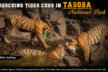 Rescuing Tiger Cubs in Tadoba