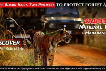 Wildlife Board Halts Two Projects To Protect Forest Areas