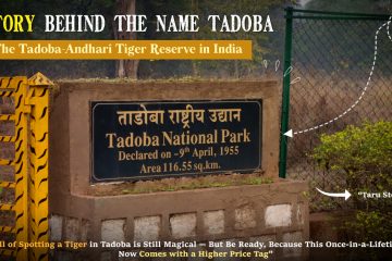 History Behind The Name Tadoba