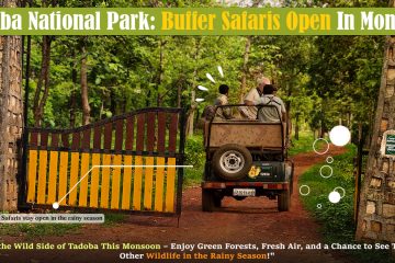 Tadoba National Park- Buffer Safaris Open In Monsoon