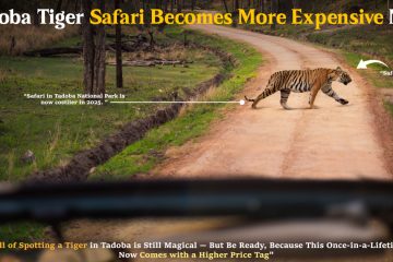 Tadoba Tiger Safari Becomes More Expensive Now
