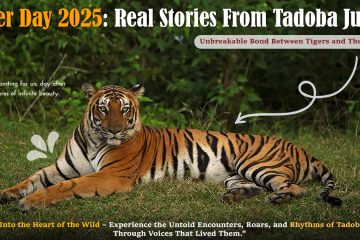 Tiger Day 2025- Real Stories From Tadoba Jungle