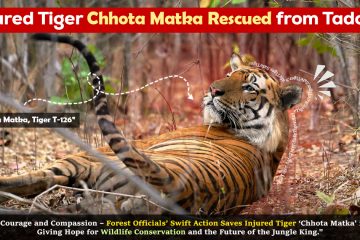 Injured Tiger Chhota Matka Rescued from Tadoba