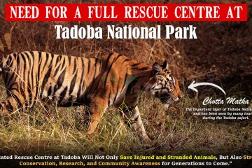 Need For A Full Rescue Centre At Tadoba National Park