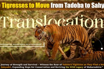 Two Tigresses to Move from Tadoba to Sahyadri