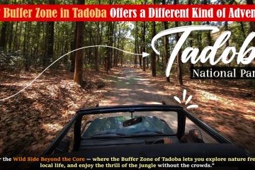 How Buffer Zone in Tadoba Offers a Different Kind of Adventure