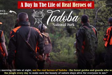 A Day in the Life of Real Heroes of Tadoba