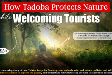 How Tadoba Protects Nature While Welcoming Tourists