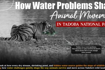 How Water Problems Shape Animal Movement in Tadoba