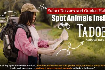 How Safari Drivers and Guides Help You Spot Animals Inside Tadoba