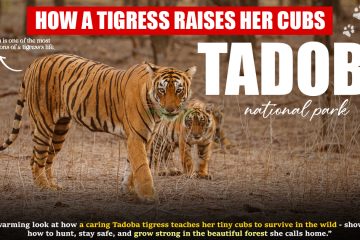 How a Tigress in Tadoba Raises Her Cubs