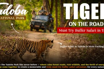 Tiger on the Road Must Try Buffer Safari in Tadoba