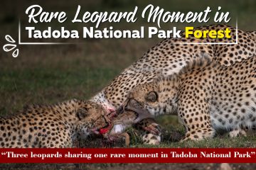 Rare Leopard Moment in Tadoba National Park Forest