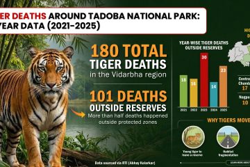 TIGER DEATHS AROUND TADOBA.jpg