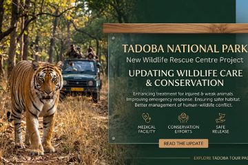 Tadoba National Park Rescue Centre Update