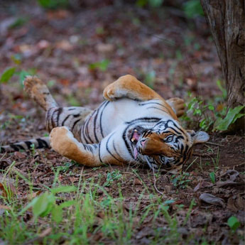 Famous tiger in Tadoba